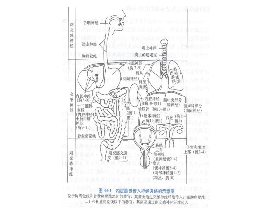 神经6内脏本能睡眠ppt课件_第2页