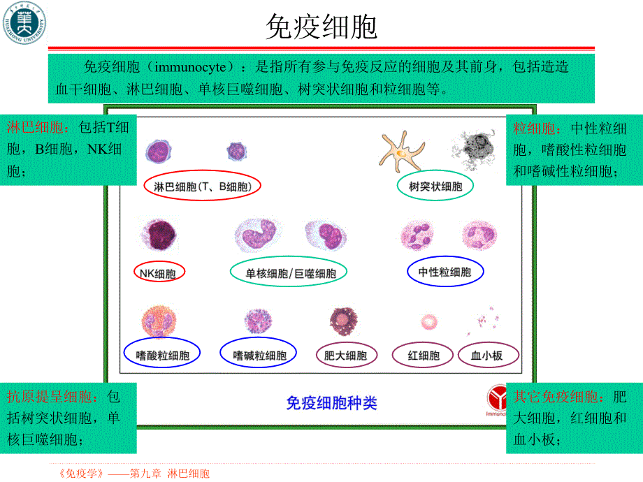 第9章-淋巴细胞课件_第3页