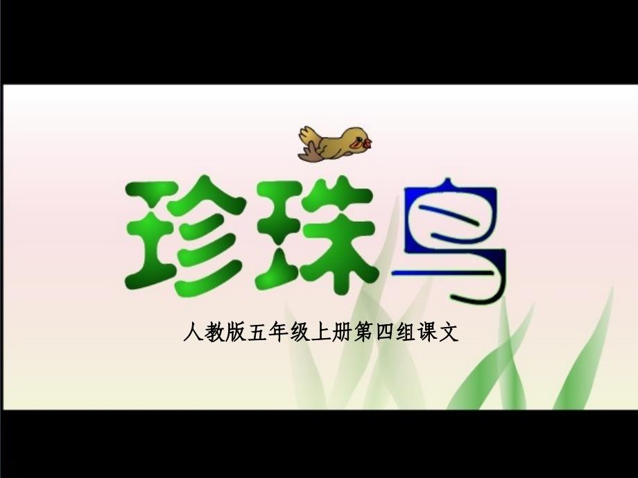 珍珠鸟课件虞大明_第3页