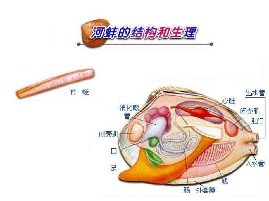 第三节软体动物和节肢动物_第3页