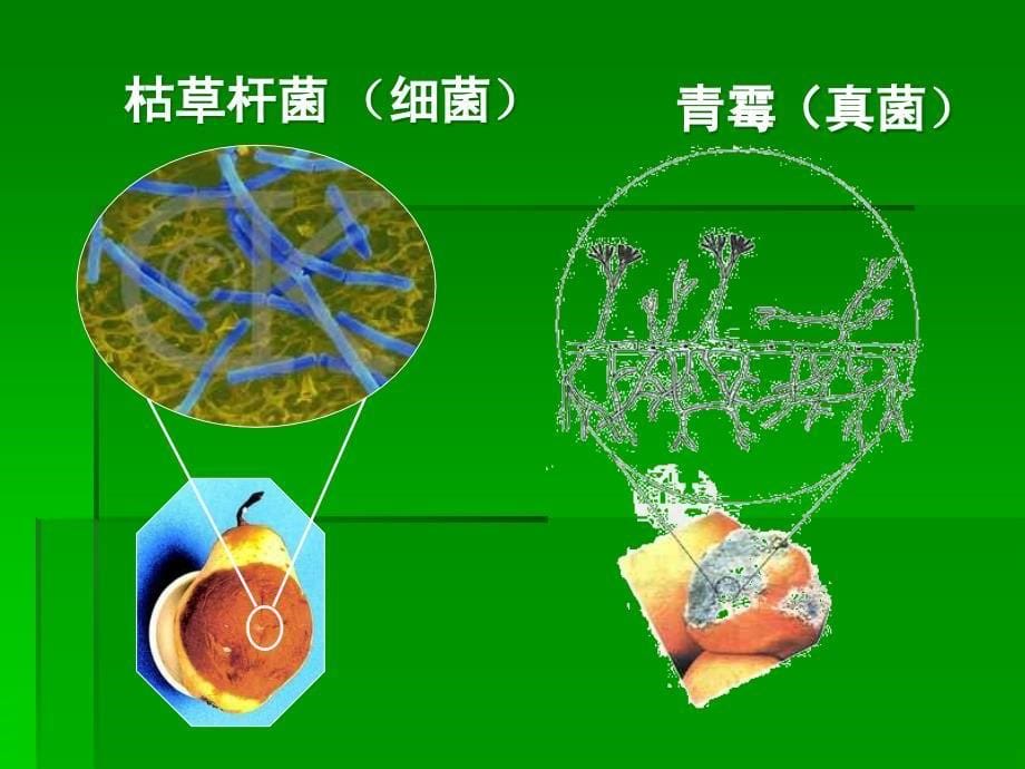 八年级上册人教版生物细菌和真菌在自然界中的作用PPT课件_第5页