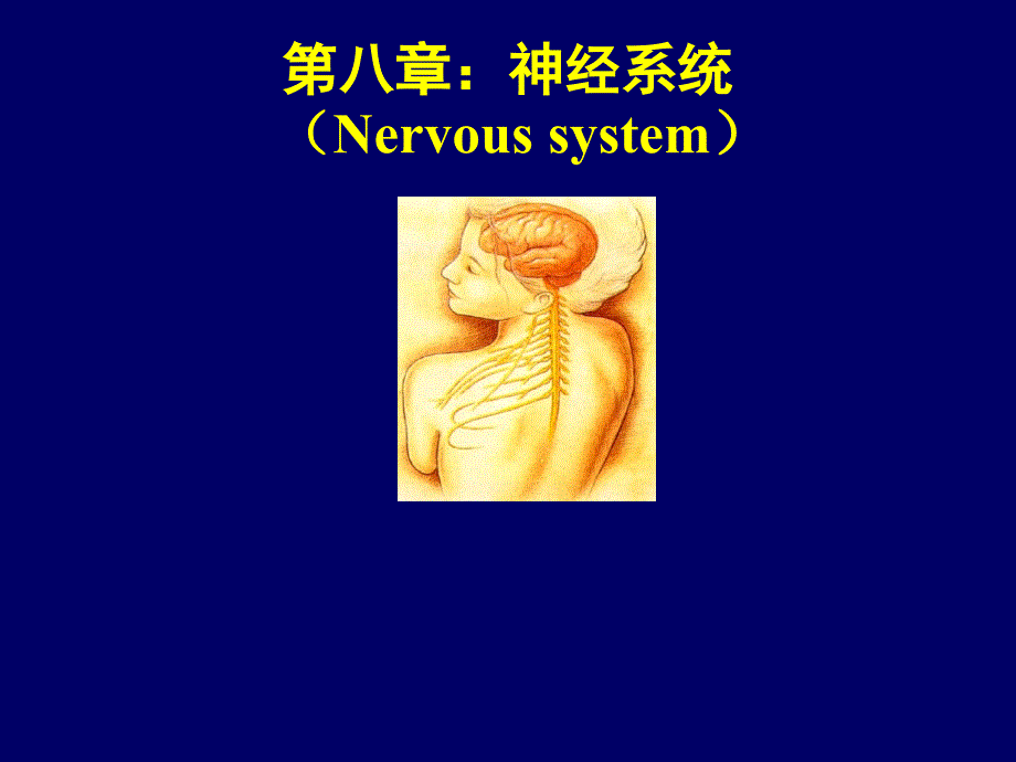 组织与胚胎学：第八章 神经系统_第1页