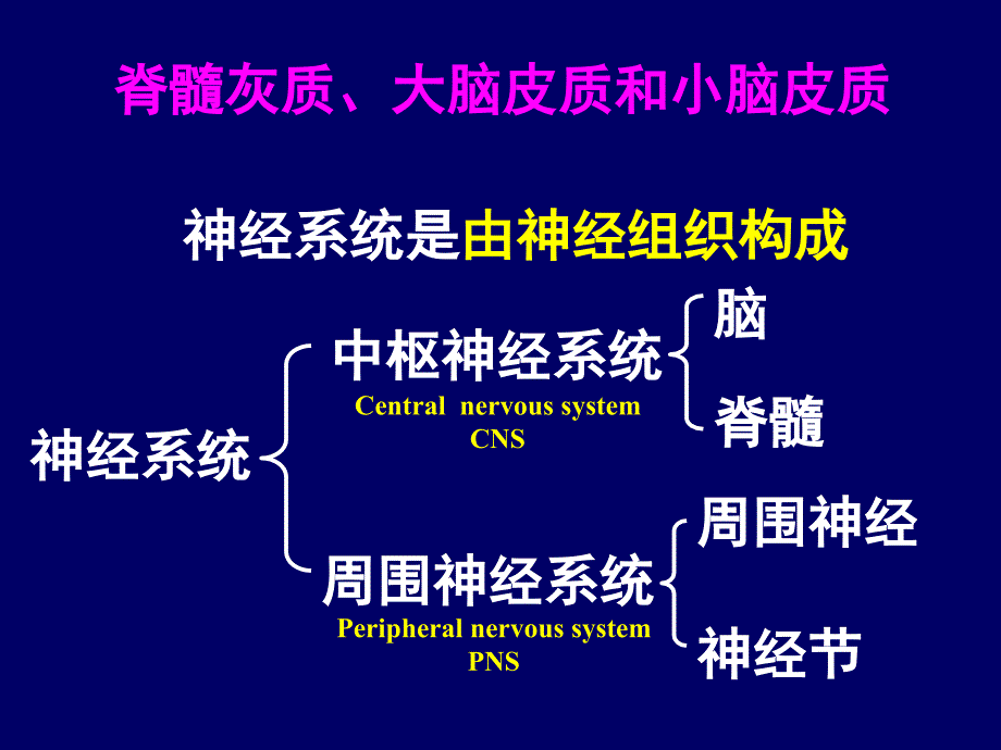 组织与胚胎学：第八章 神经系统_第2页