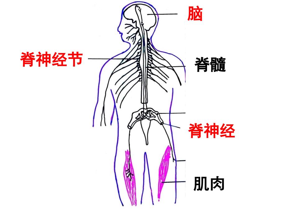 组织与胚胎学：第八章 神经系统_第3页