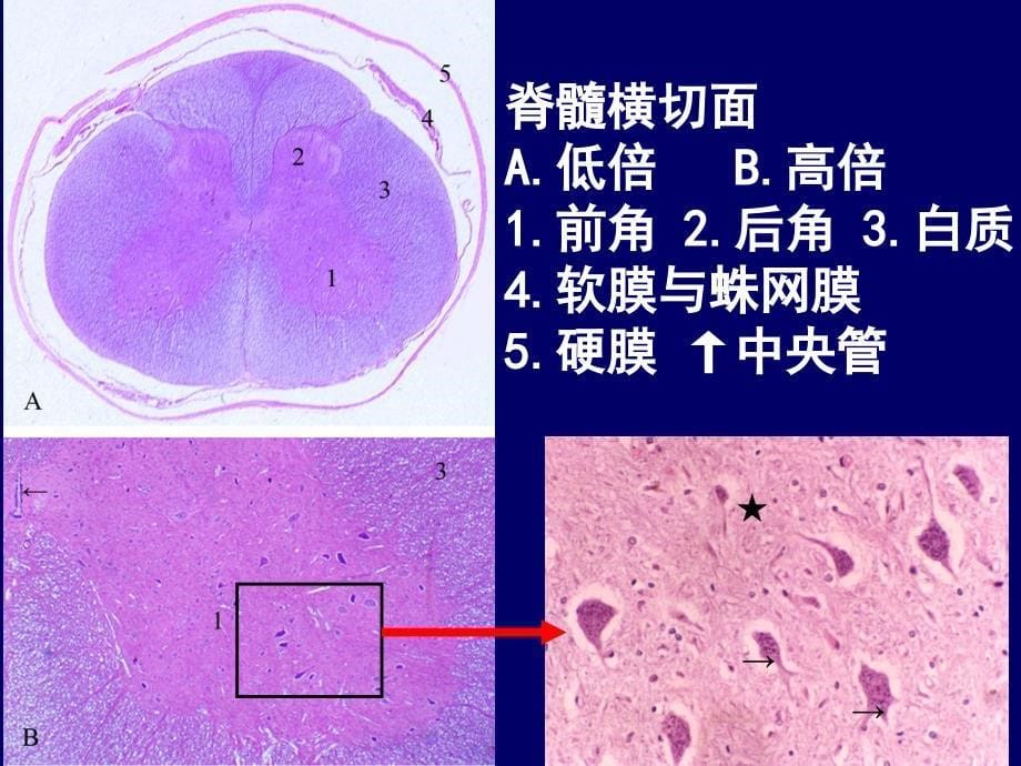 组织与胚胎学：第八章 神经系统_第5页