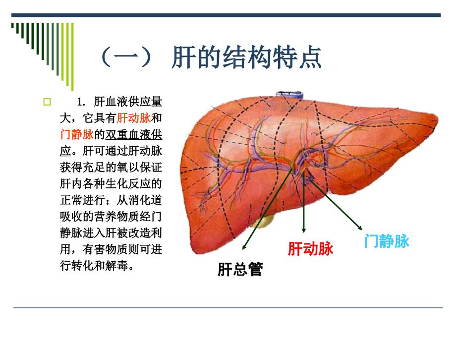 些组织器官的生物化学课件_第3页