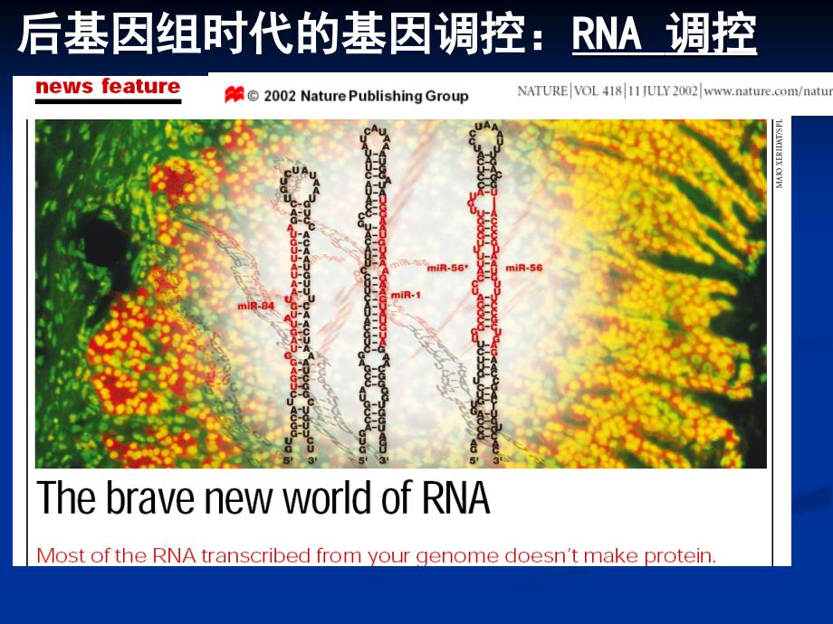 微小RNA及其在医学中的应用_第4页