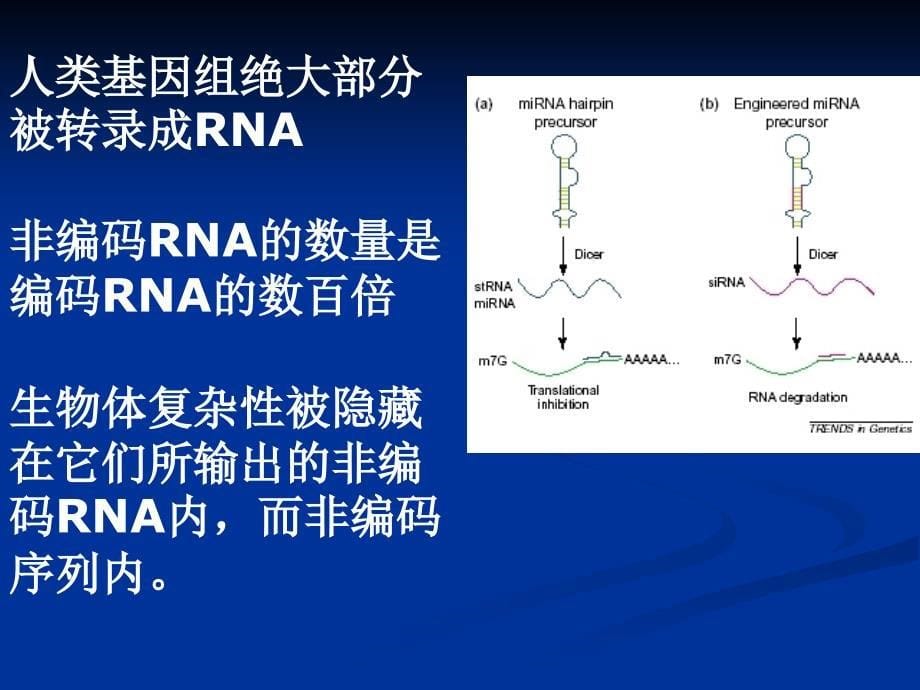 微小RNA及其在医学中的应用_第5页