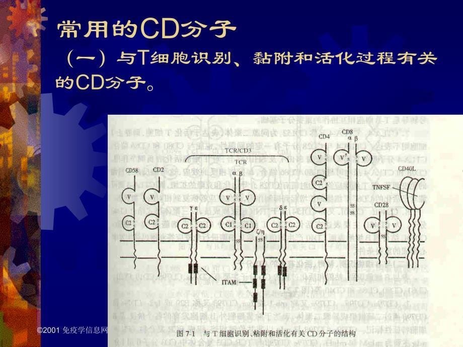 白细胞分化抗原和黏附子_第5页