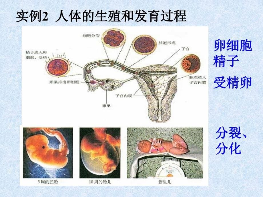 人教版教学课件从生物圈到细胞.ppt_第5页