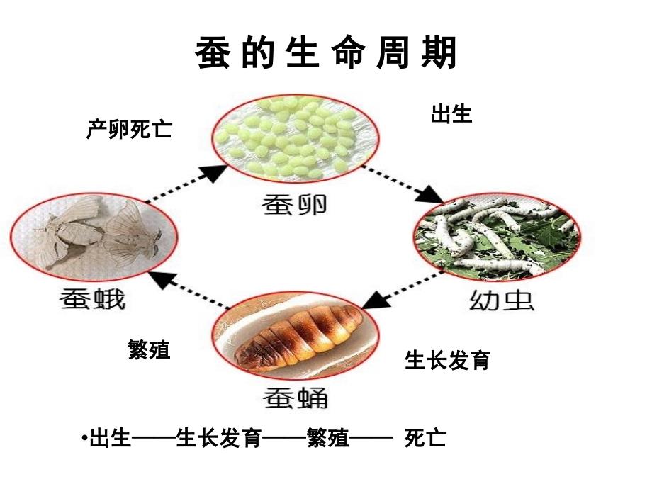 三年级科学下册《其它动物的生命周期》PPT课件之二(教科版)_第3页