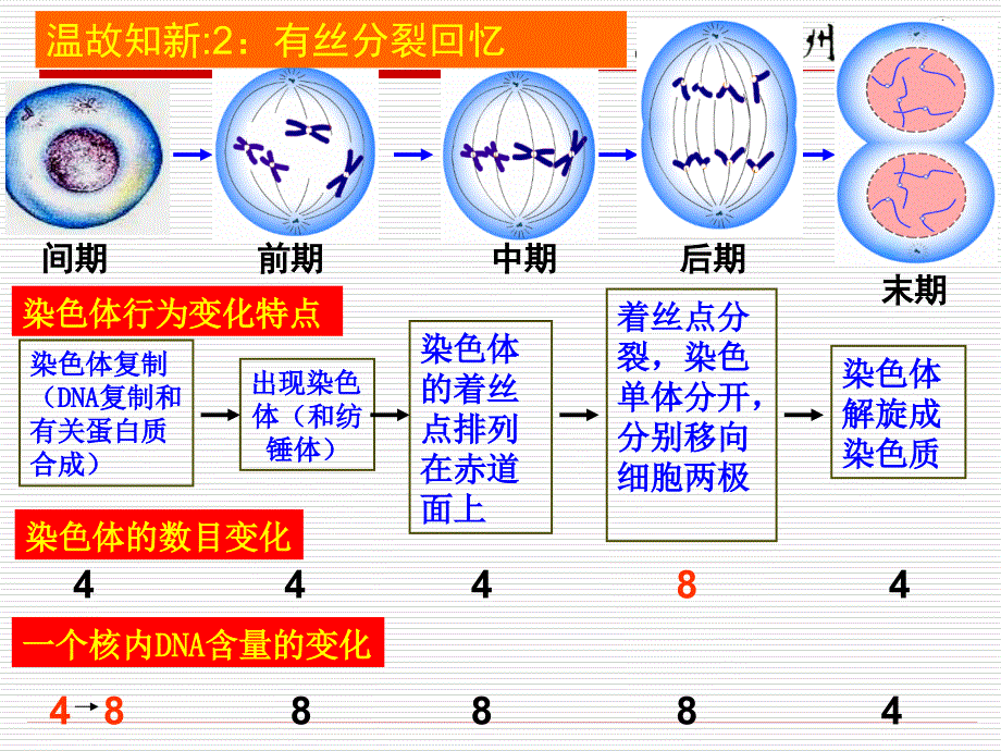 细胞的减数分裂课件_第3页