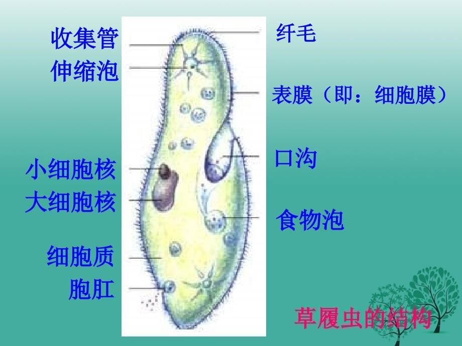 七年级生物上册224单细胞生物_第5页