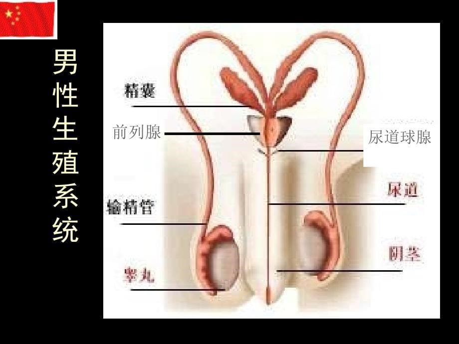 外科学2泌尿外科总论_第5页