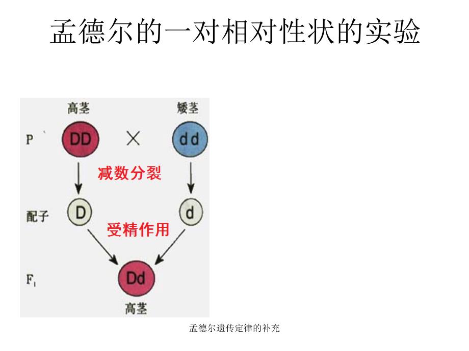 孟德尔遗传定律的补充_第1页