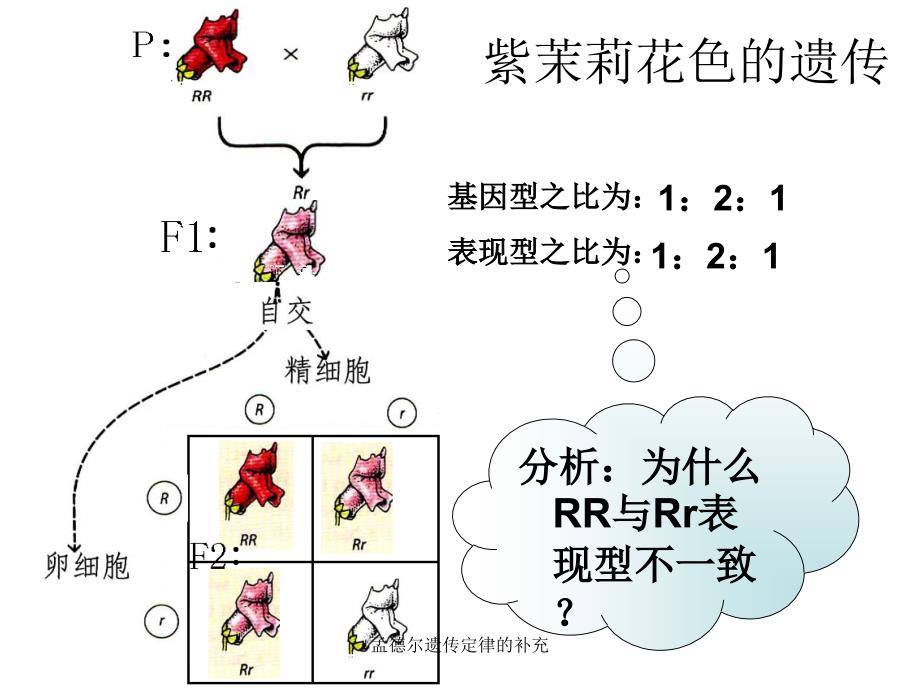 孟德尔遗传定律的补充_第4页