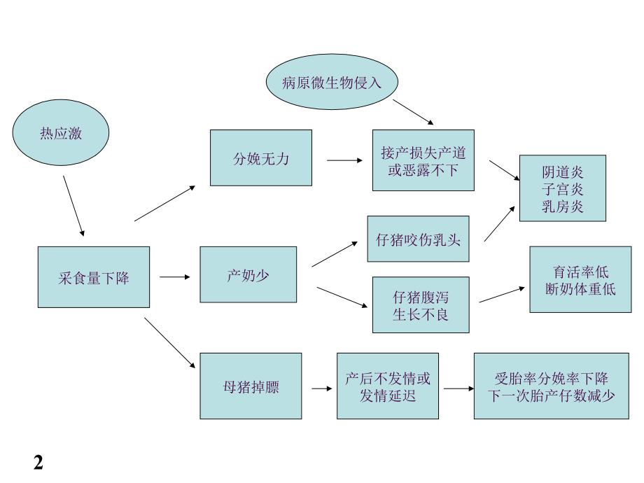 夏季母猪的保健ppt课件_第2页