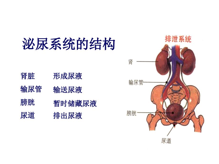 人体的排泄3[精选文档]_第4页