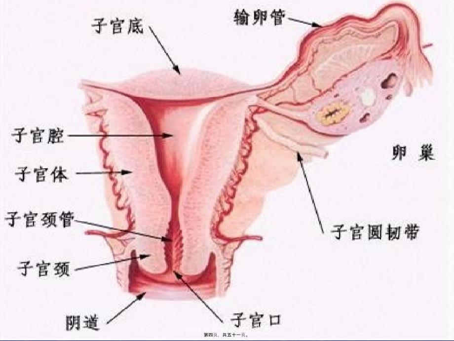 女性生理健康知识讲座课件_第4页