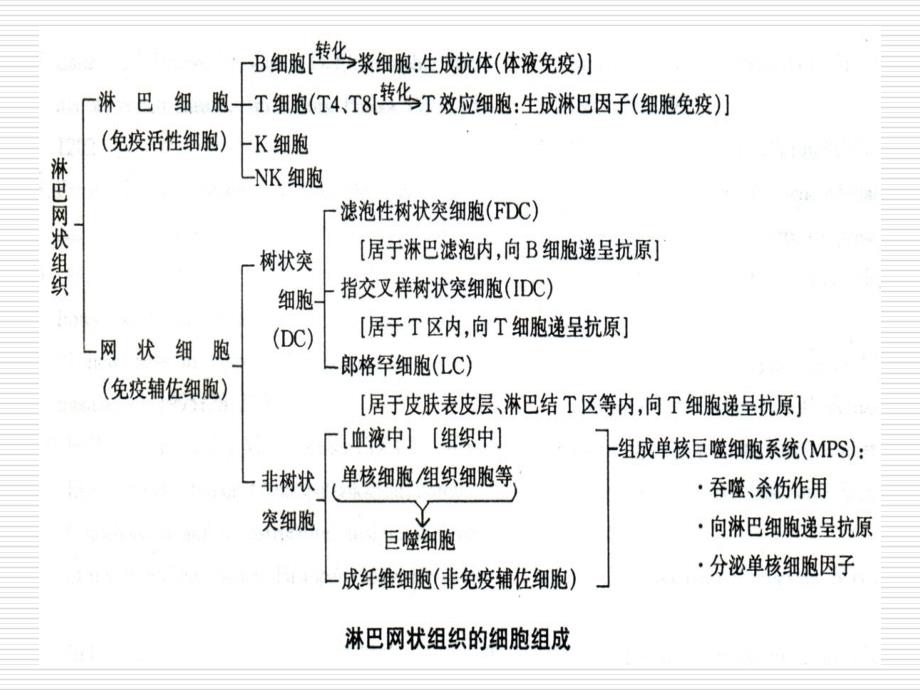 淋巴结病理学1_第3页