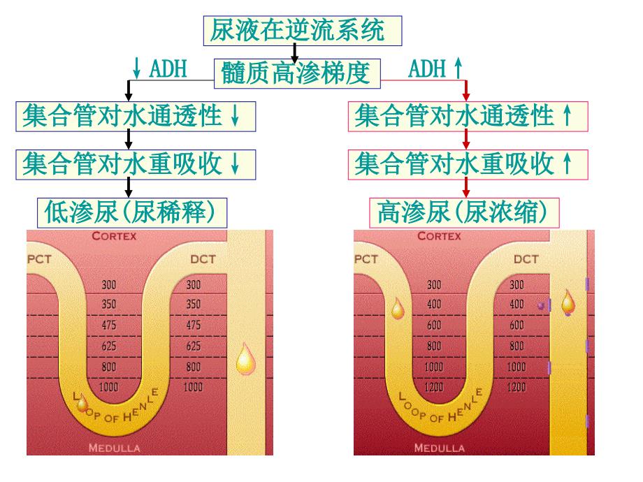 尿液浓缩、稀释的过程和机制课件_第2页