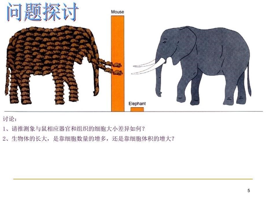 人教版教学新课标生物必修1细胞的增殖ppt课件_第5页