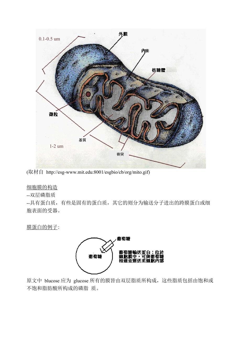 细胞与细胞膜_第4页