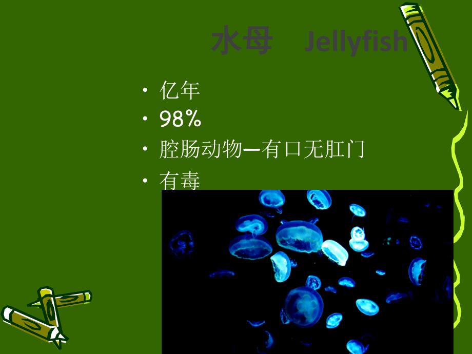 海洋生物科普知识精品PPT模板2561_第3页