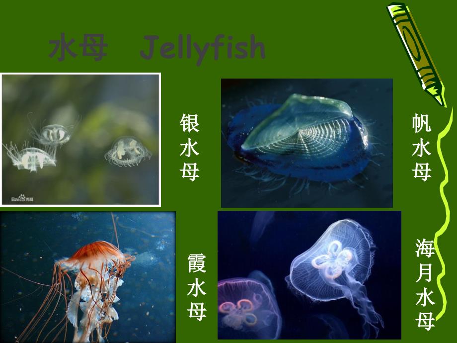 海洋生物科普知识精品PPT模板2561_第4页