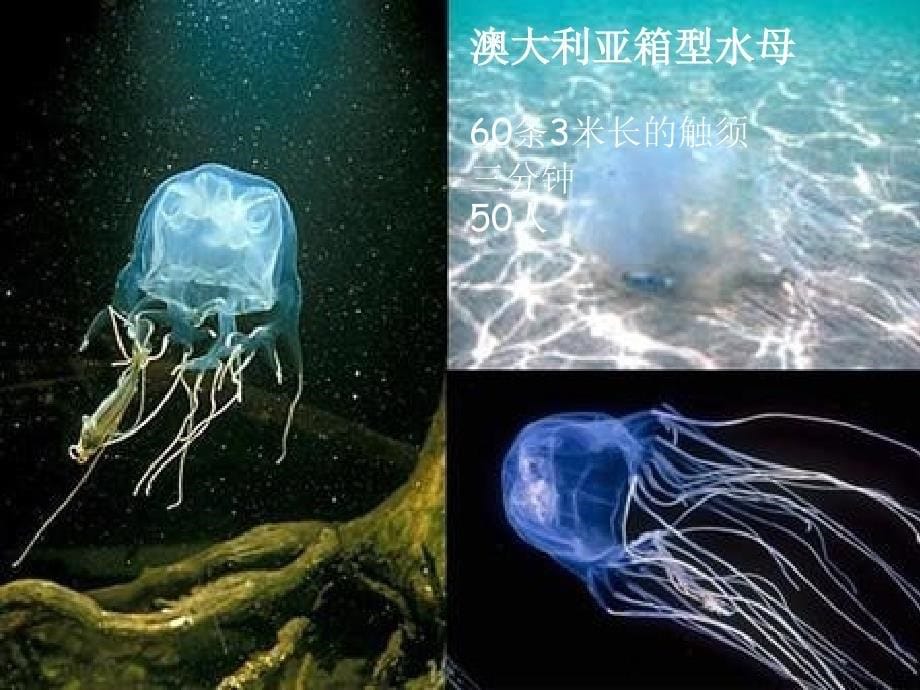 海洋生物科普知识精品PPT模板2561_第5页