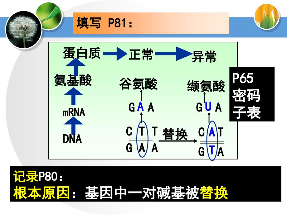 生物课件——基因突变和基因重组_第3页