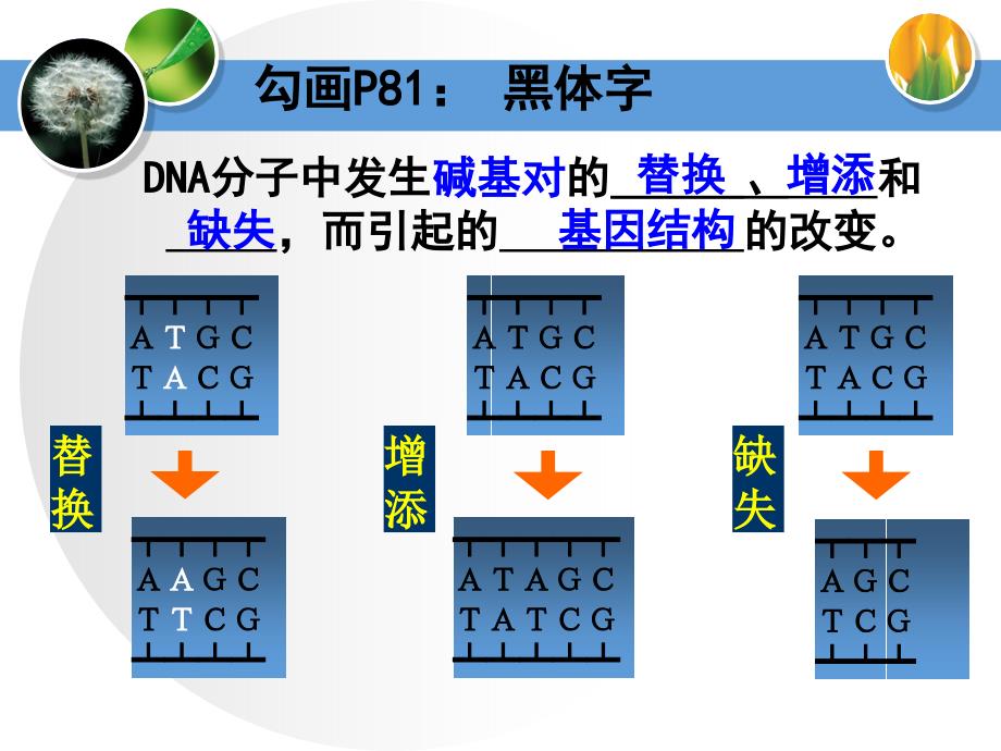 生物课件——基因突变和基因重组_第4页