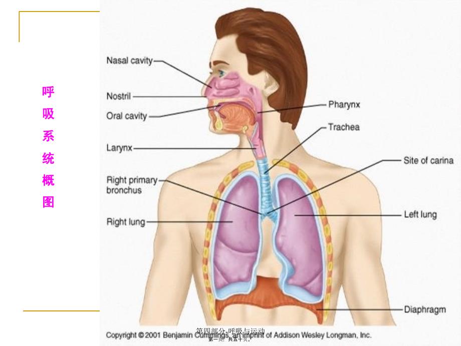 第四部分-呼吸与运动课件_第1页
