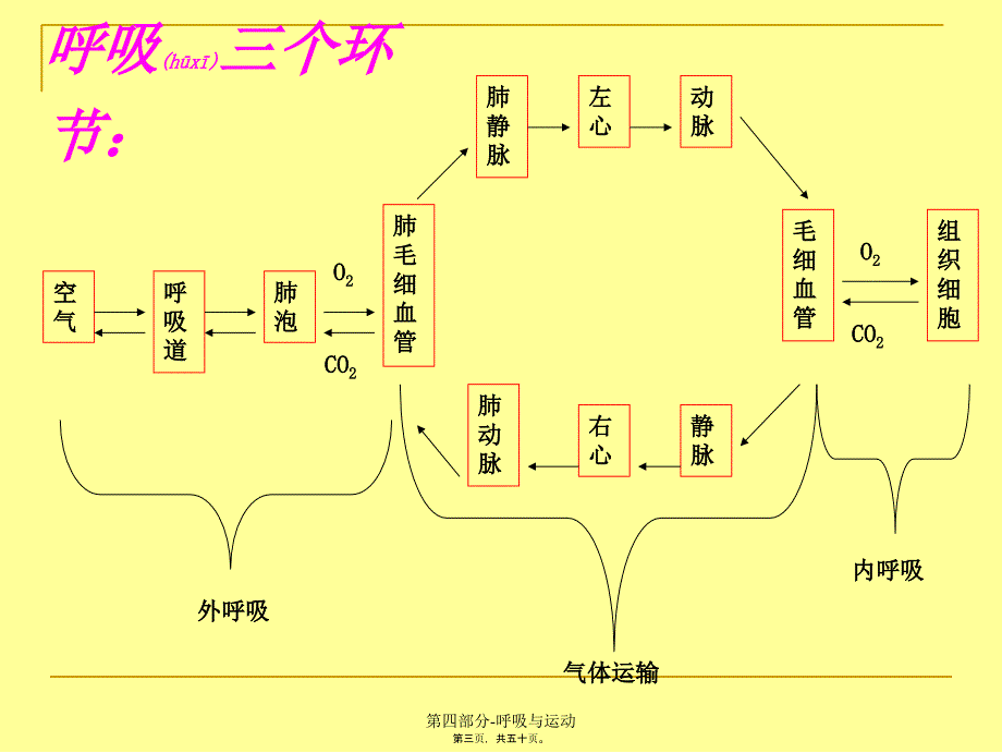 第四部分-呼吸与运动课件_第3页