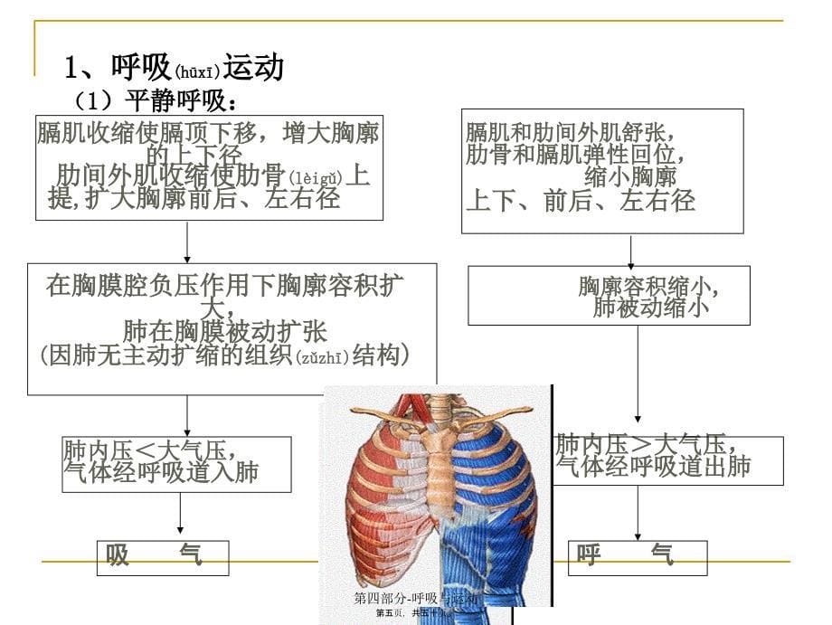 第四部分-呼吸与运动课件_第5页