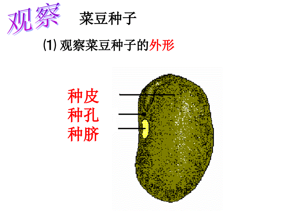 1.4植物的一生_第3页