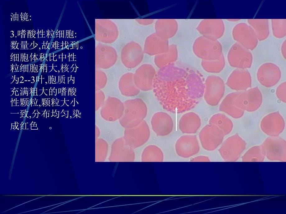 组织学与胚胎学：05血液和骨髓涂片_第5页