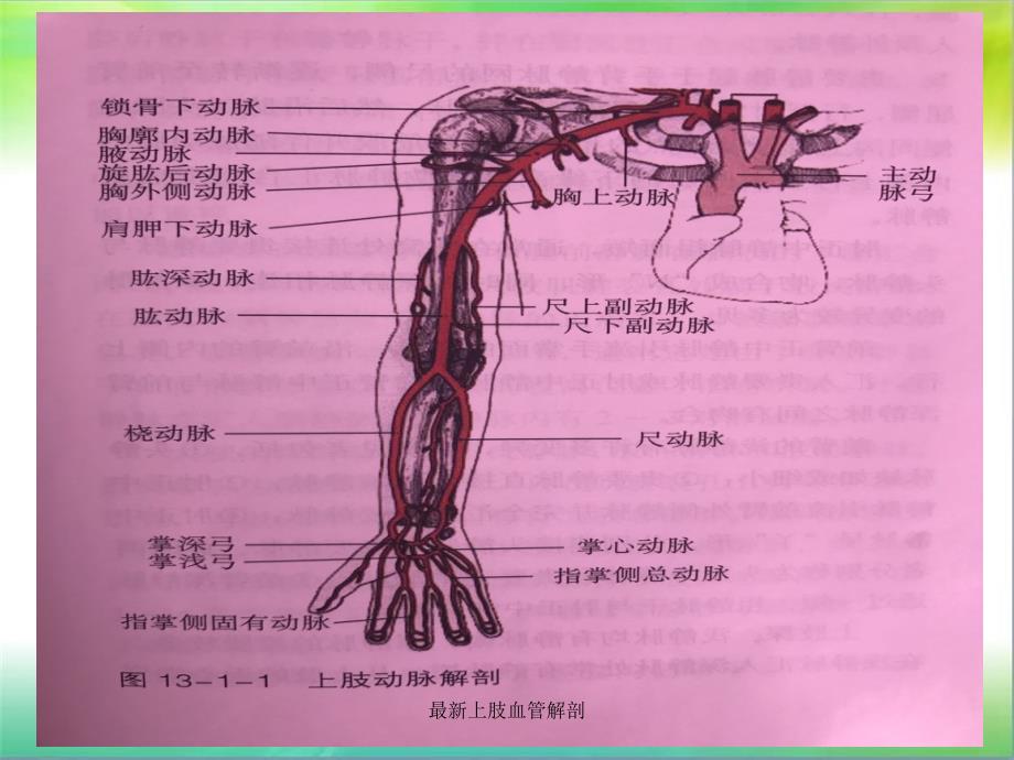 上肢血管解剖_第3页