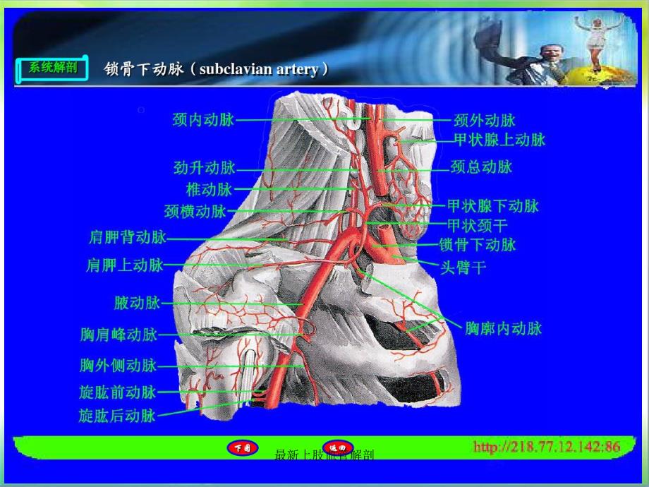 上肢血管解剖_第4页