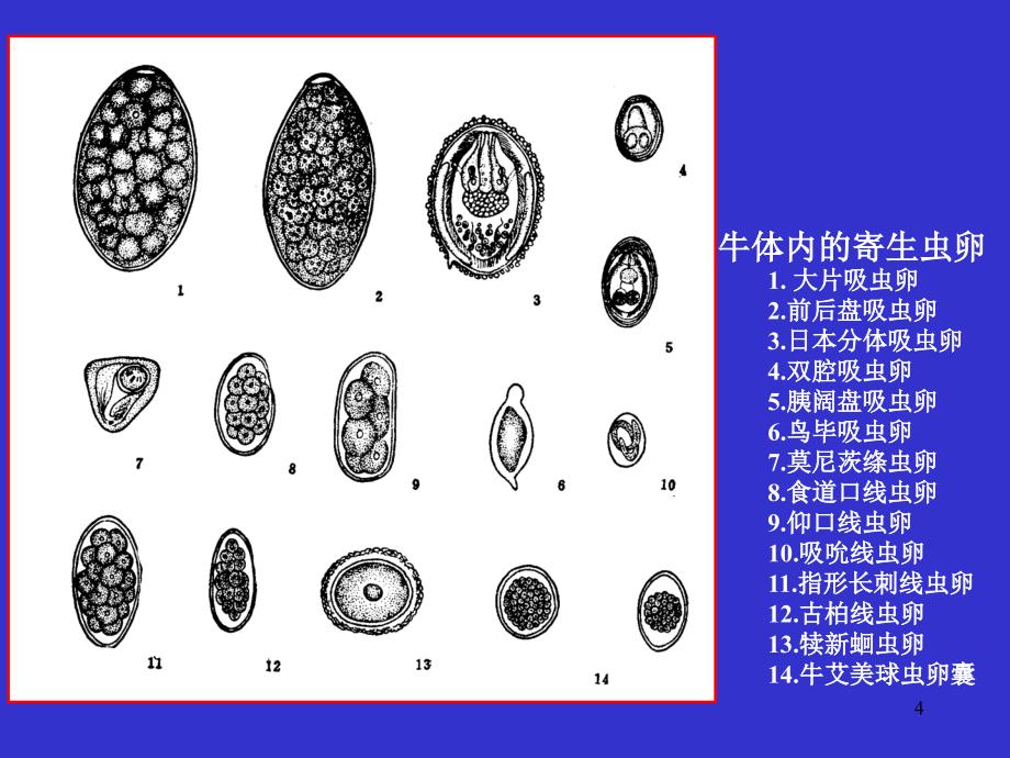 寄生虫病学粪便检查三_第4页