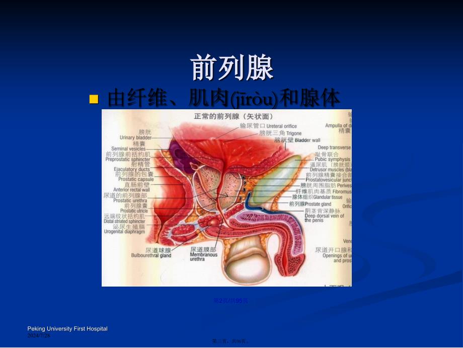 前列腺癌的MRI和MRS诊断王宵英学习教案_第3页