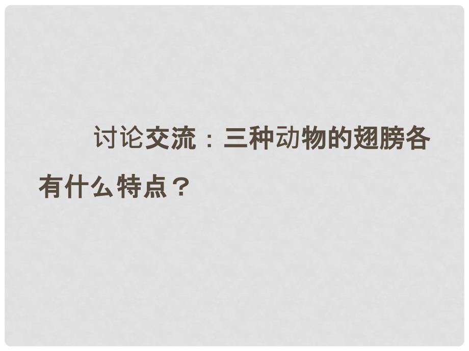 四年级科学上册 2.4 飞翔的精灵课件1 湘教版_第3页