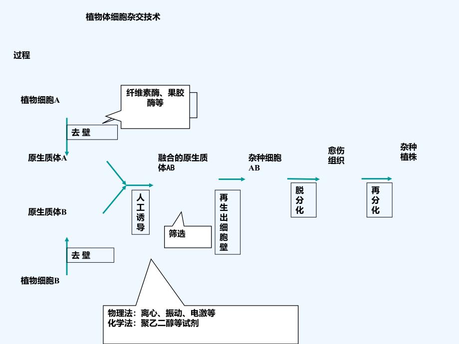 动物细胞融合_第3页