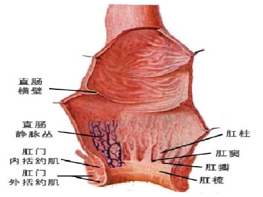 直肠、肛管良性疾病病人的护理_第4页