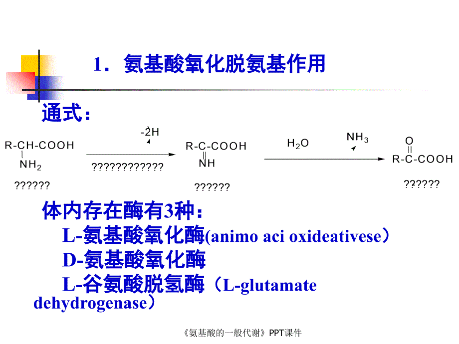 氨基酸的一般代谢课件_第3页