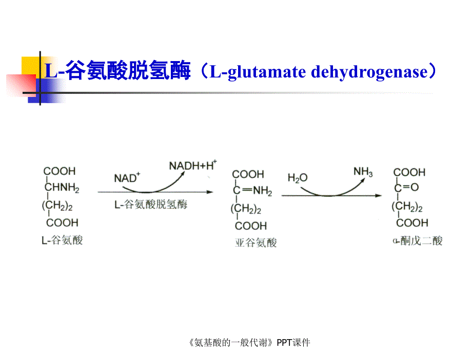 氨基酸的一般代谢课件_第4页