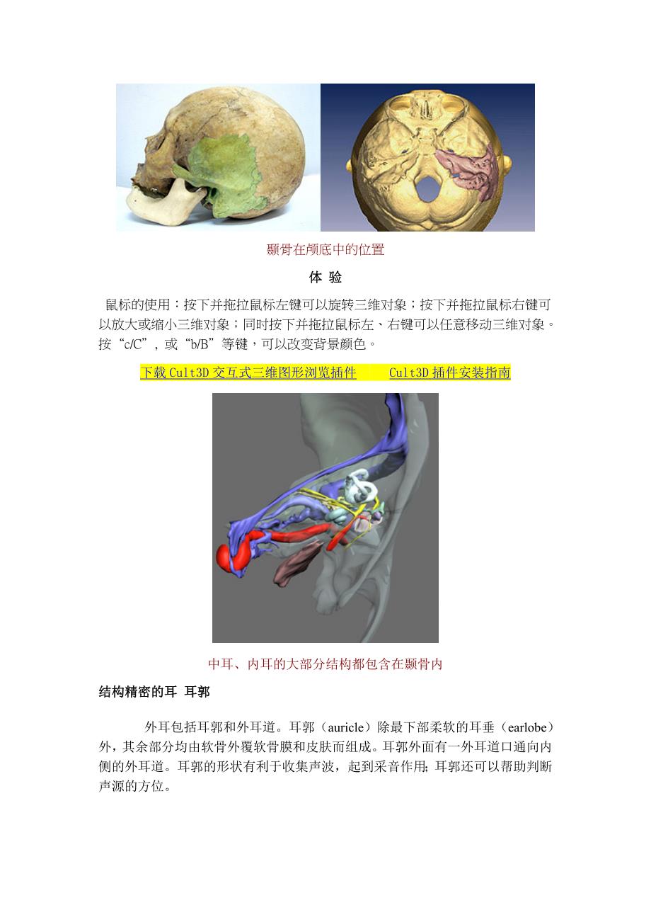 听觉-听觉器官结构_第3页