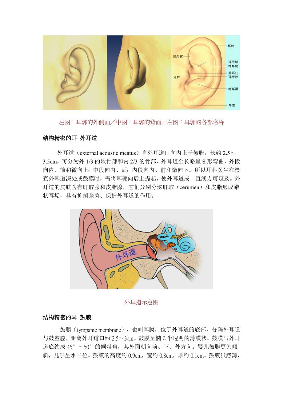 听觉-听觉器官结构_第4页