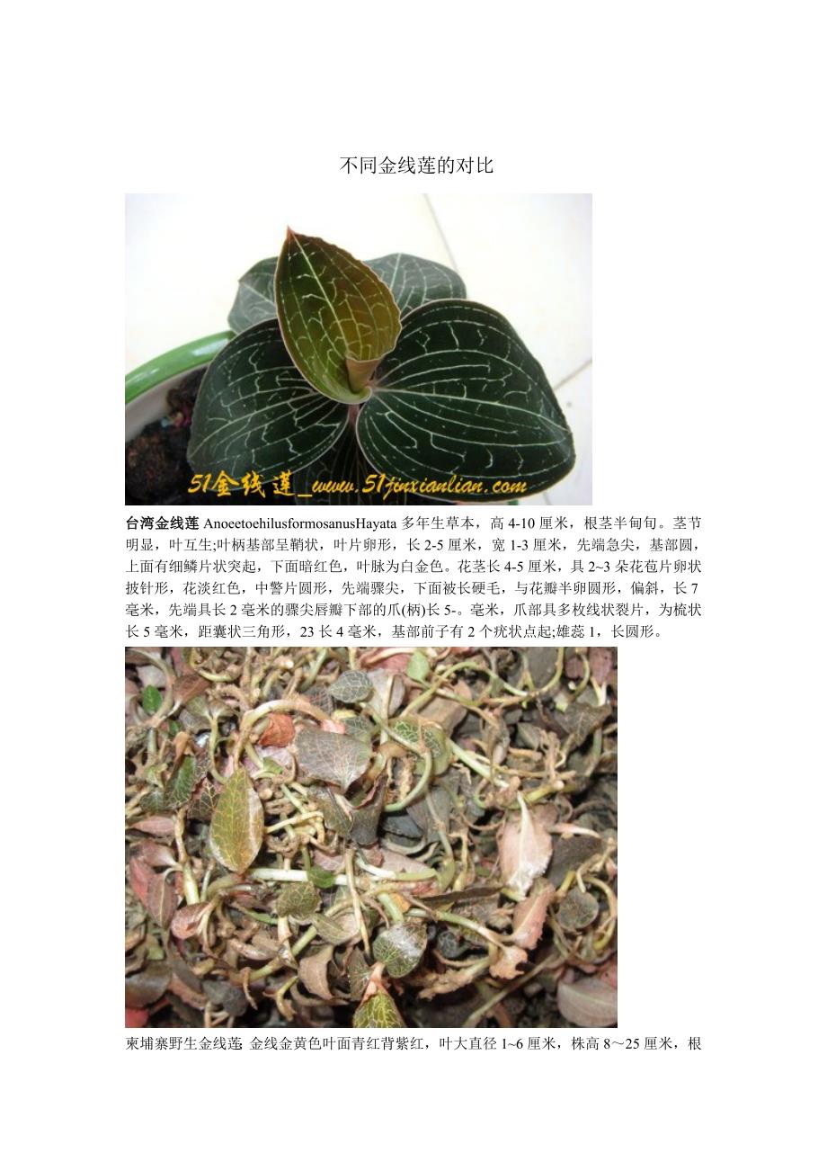 不同金线莲的对比_第1页