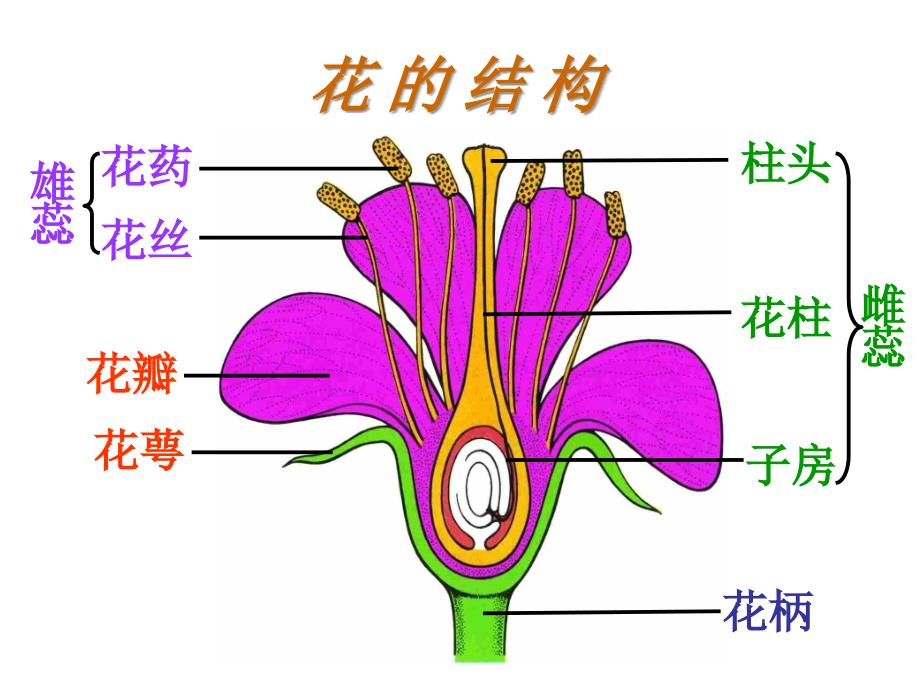 二节植物的有生殖_第2页